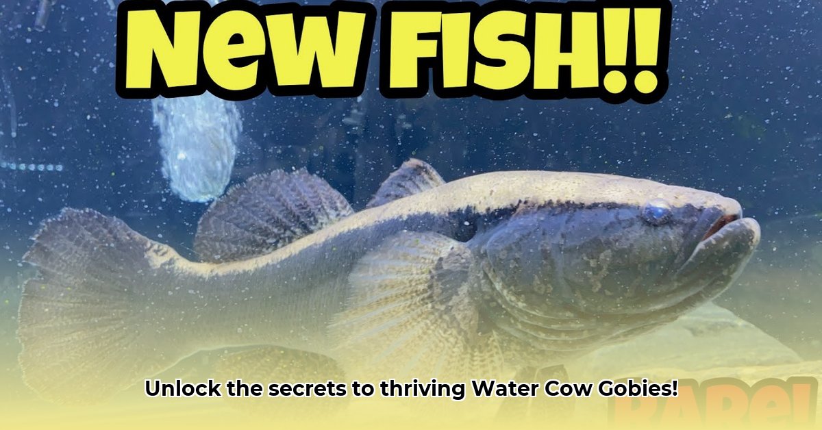 water-cow-goby-fishkeeping-guide